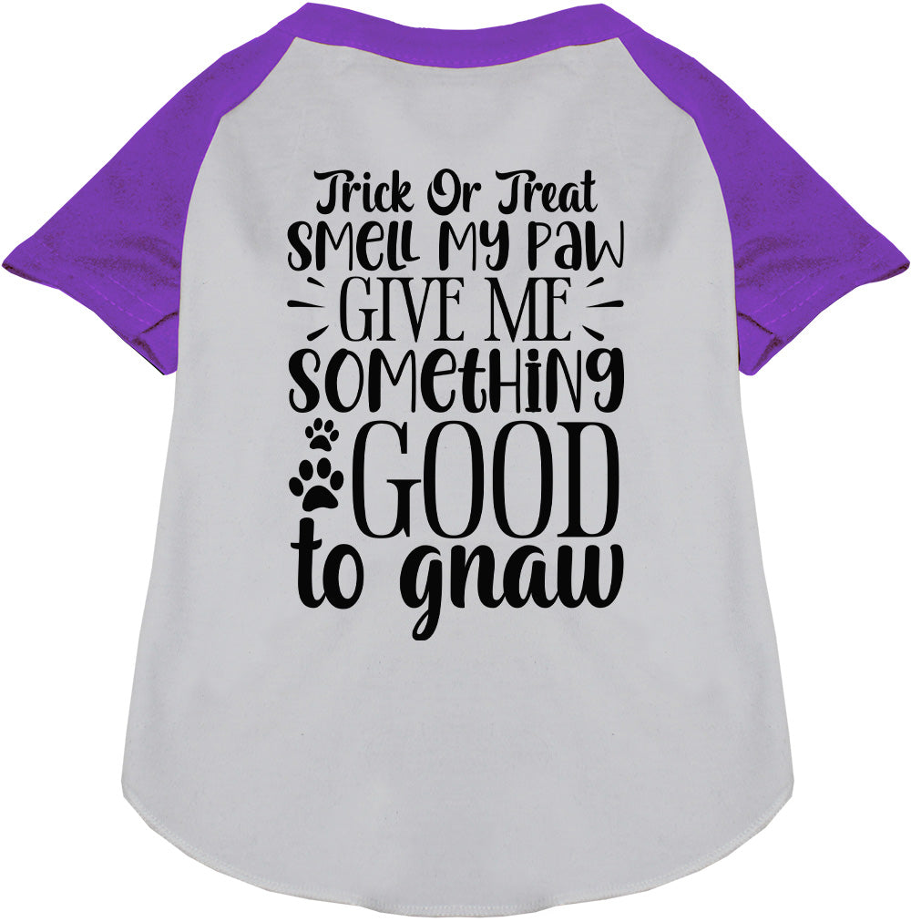 Good to Gnaw Pet Raglan Shirt