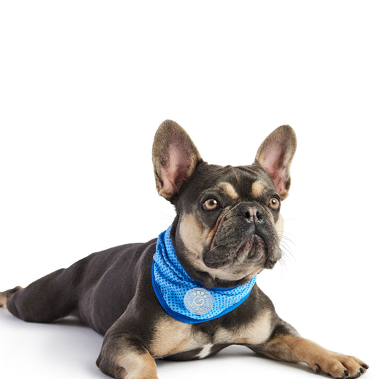 ICE BAND - Dog Cooling Bandana - Blue