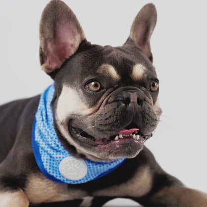 ICE BAND - Dog Cooling Bandana - Blue